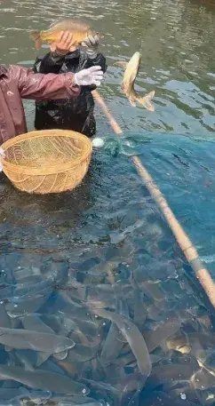 養魚的果報太強了，養魚竟有如此驚人的
