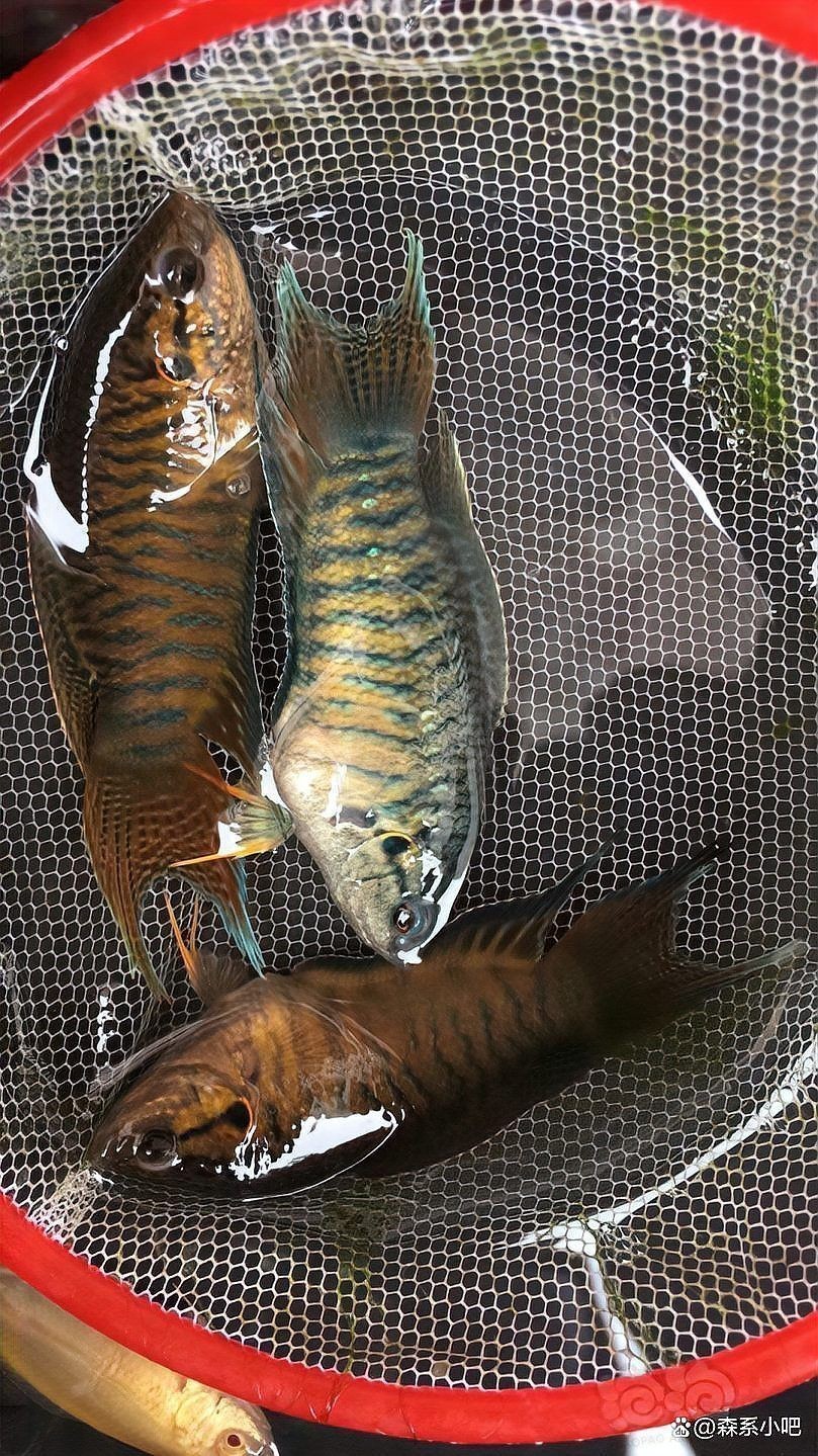 十大最好養(yǎng)的觀賞魚，十大最適合懶人養(yǎng) 十大最好養(yǎng)的觀賞魚，十大最適合懶人養(yǎng) 龍魚百科 第5張