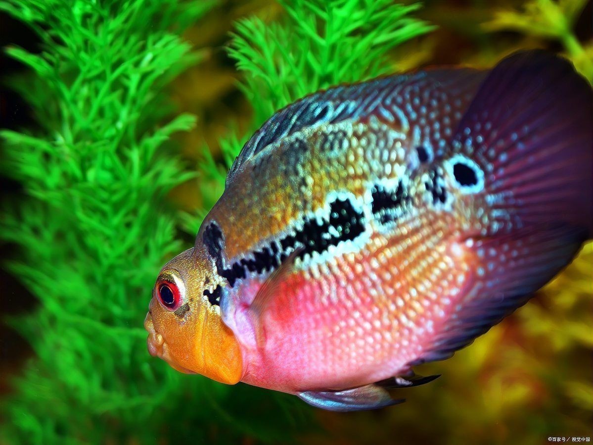 十大最好養(yǎng)的觀賞魚，十大最適合懶人養(yǎng) 十大最好養(yǎng)的觀賞魚，十大最適合懶人養(yǎng) 龍魚百科 第4張