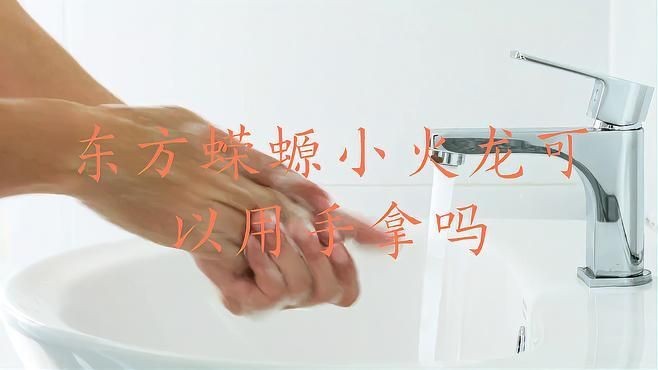 小火龍魚能上手玩嗎，小火龍魚究竟能不能上手把玩？