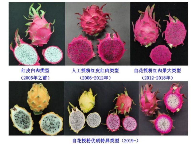 桂紅龍一號和金都一號對比，桂紅龍一號VS金都一號，