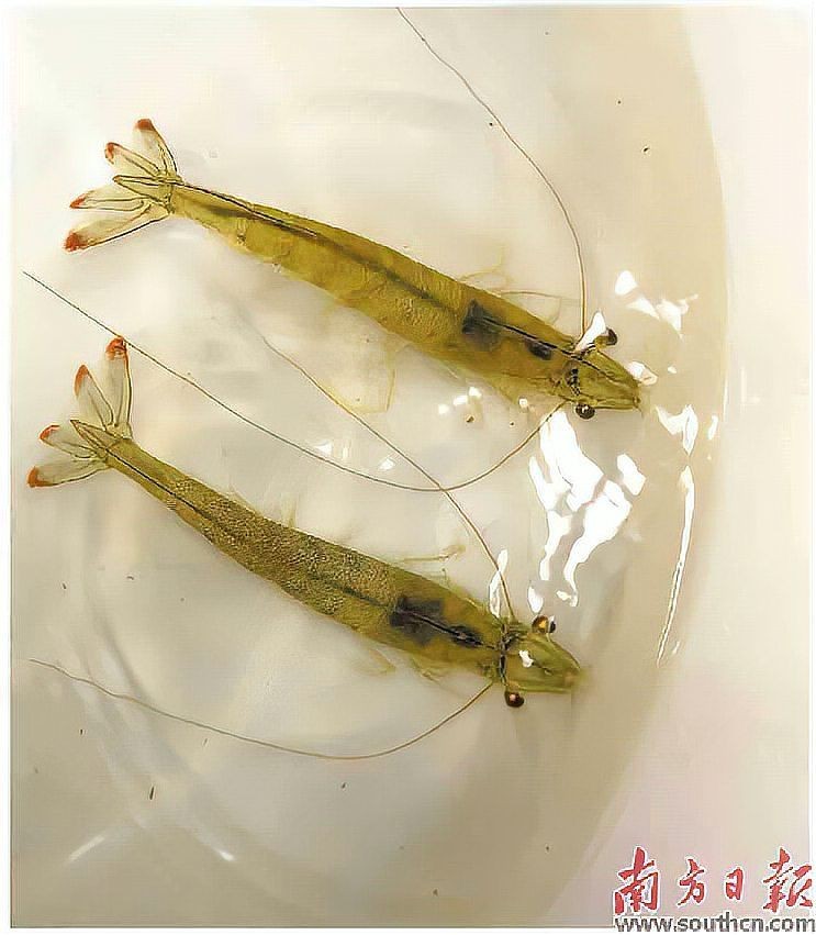 廣東湛江最大蝦廠，探秘廣東湛江最大蝦廠，打造