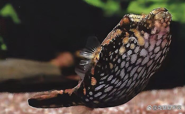 河豚魚和狗頭魚的區(qū)別，河豚魚VS狗頭魚，從外形到習性的
