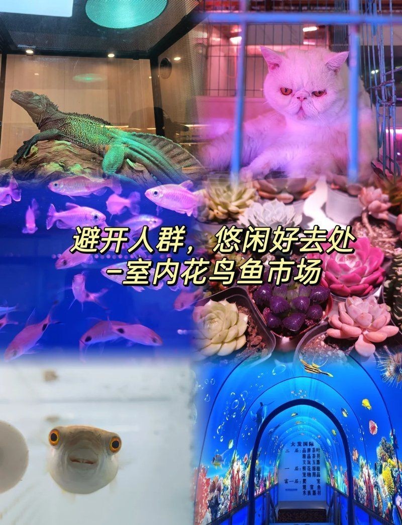 哈爾濱水族批發市場，探秘哈爾濱最大水族批發市場，解鎖多樣海洋生物貨源