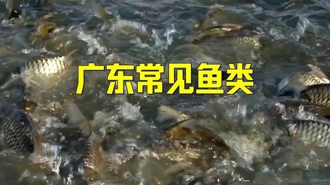 廣東最出名10種淡水魚，盤點廣東最出名的10種淡水魚，你吃過