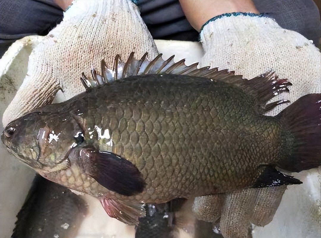 廣東最出名10種淡水魚，盤點廣東最出名的10種淡水魚，你吃過