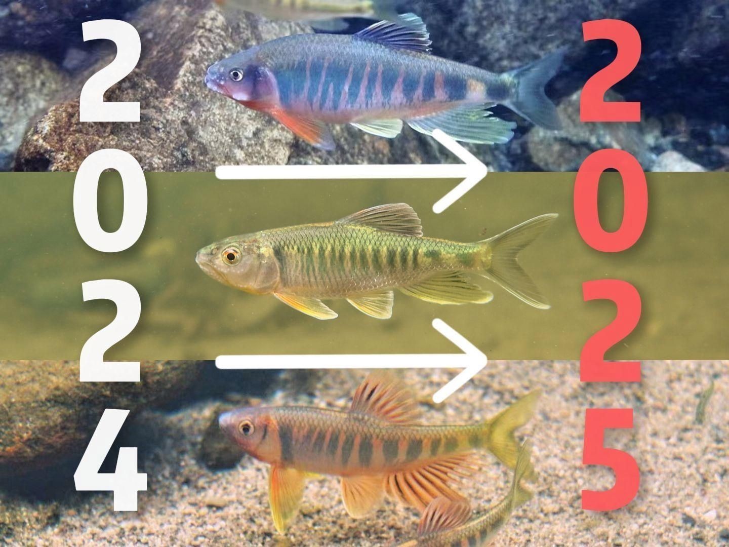 廣東最出名10種淡水魚，盤點廣東最出名的10種淡水魚，你吃過