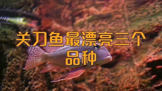 關刀魚最漂亮三個品種，驚艷！揭秘關刀魚中最漂亮的三大絕美品種