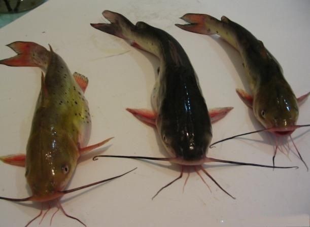 戈雅魚的學名叫什么，揭秘戈雅魚，其真實學名究竟為何