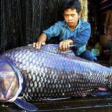 巨型大鯉魚，震撼！巨型大鯉魚驚現水域引圍觀