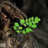 家用燈能不能給植物補(bǔ)光，家用燈光能否替代專業(yè)設(shè)備為植物