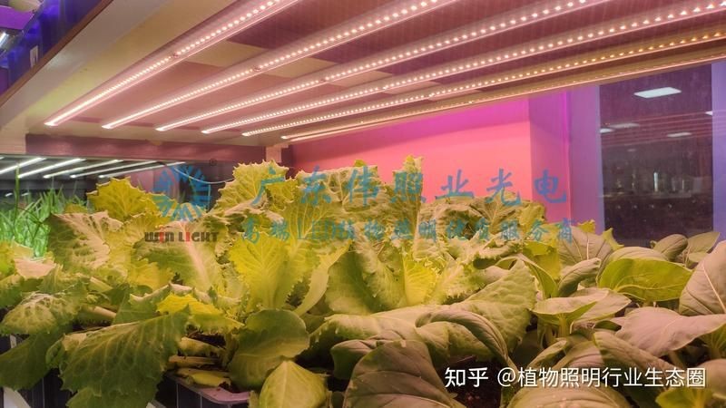 家用燈能不能給植物補(bǔ)光，家用燈光能否替代專業(yè)設(shè)備為植物