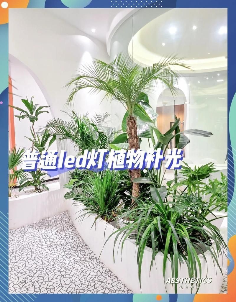 家用燈能不能給植物補(bǔ)光，家用燈光能否替代專業(yè)設(shè)備為植物