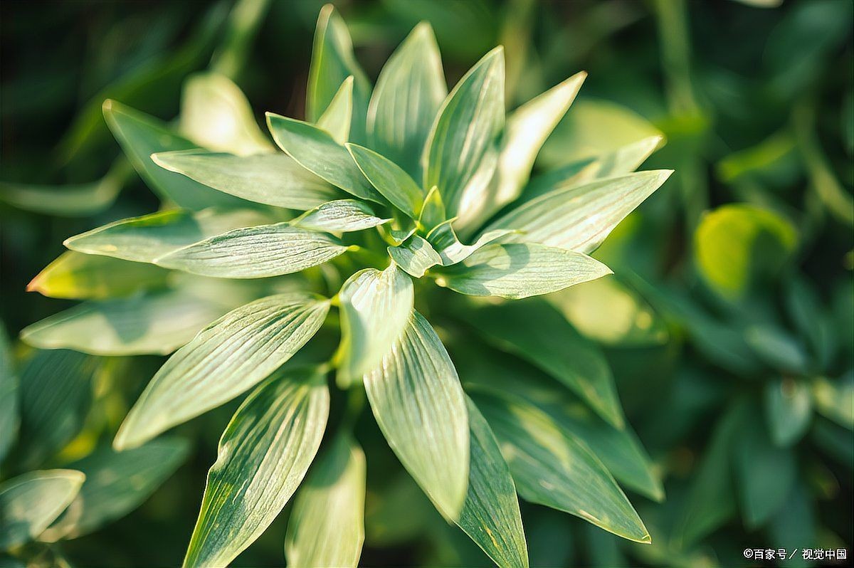 家用燈能不能給植物補(bǔ)光，家用燈光能否替代專業(yè)設(shè)備為植物