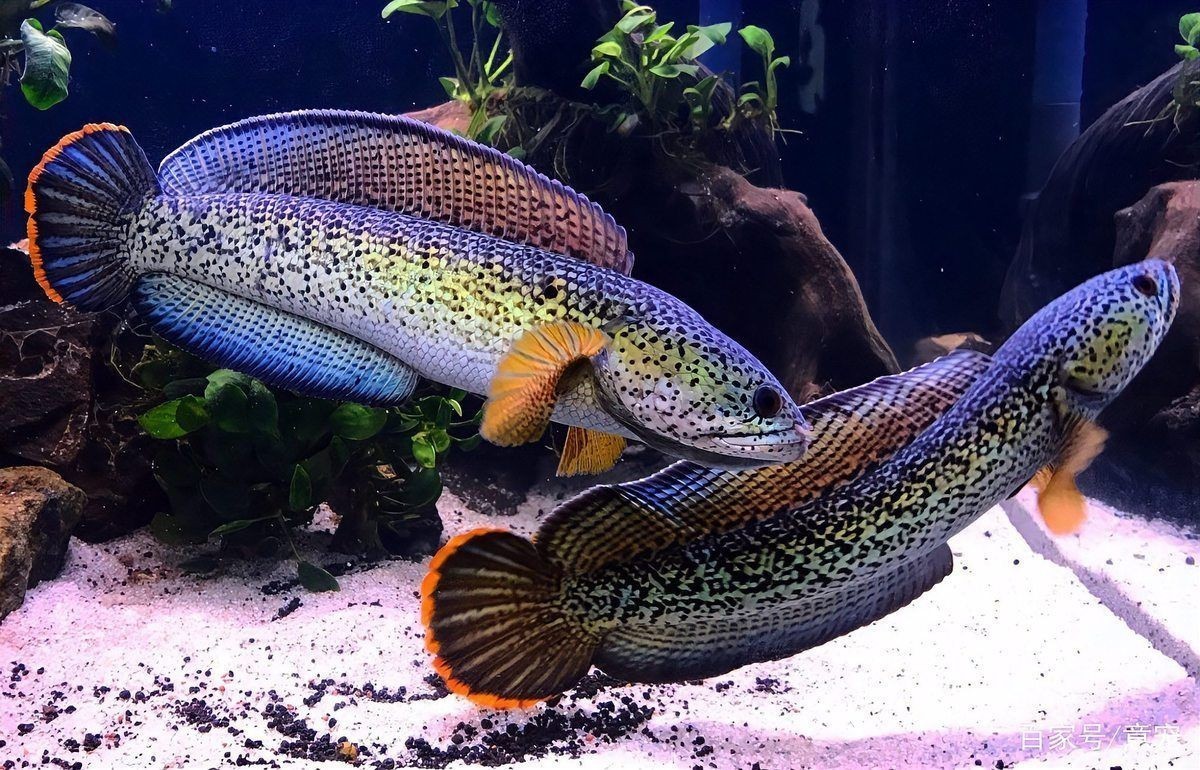 國(guó)產(chǎn)巴卡雷龍魚(yú)多少錢(qián)一條，國(guó)產(chǎn)巴卡雷龍魚(yú)市場(chǎng)價(jià)格解析，單條售價(jià)究竟