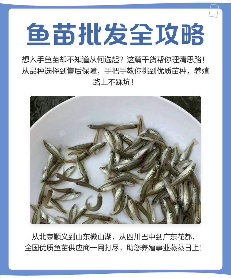 各種魚苗批發 淡水魚，多種淡水魚苗批發供應 低價直供養殖場