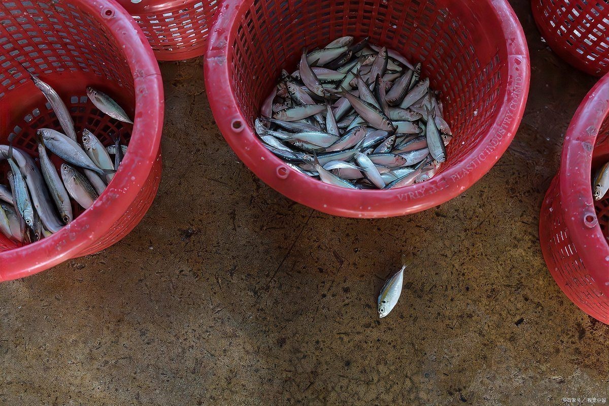 各種魚苗批發 淡水魚，多種淡水魚苗批發供應 低價直供養殖場