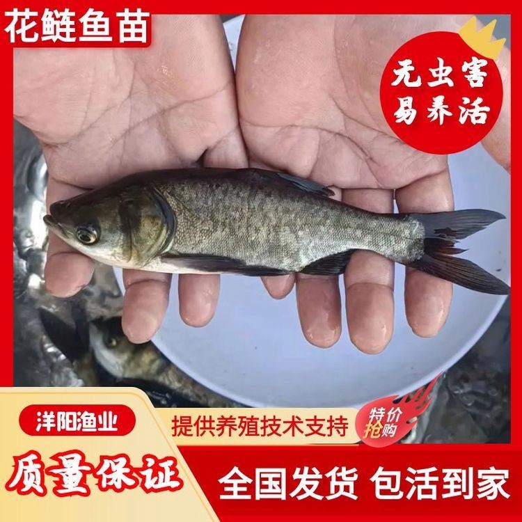 各種魚苗批發 淡水魚，多種淡水魚苗批發供應 低價直供養殖場