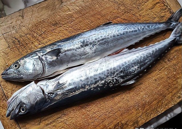 建議買帶魚還是黃花魚，帶魚與黃花魚選購指南，營養(yǎng)口感大比拼，到底選 建議買帶魚還是黃花魚，帶魚與黃花魚選購指南，營養(yǎng)口感大比拼，到底選 龍魚論壇 第5張