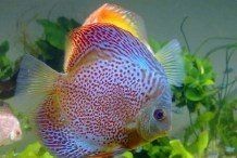 家里養(yǎng)龍魚還是錦鯉好，龍魚與錦鯉大比拼，家庭觀賞魚