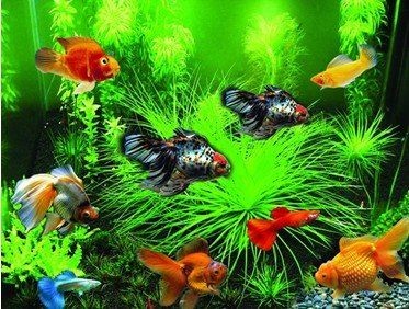 家里養(yǎng)龍魚還是錦鯉好，龍魚與錦鯉大比拼，家庭觀賞魚
