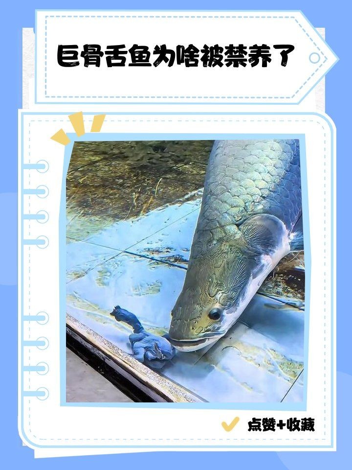 巨骨舌魚可以無證養嗎，巨骨舌魚能否無