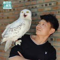 巨骨舌魚可以無證養嗎，巨骨舌魚能否無