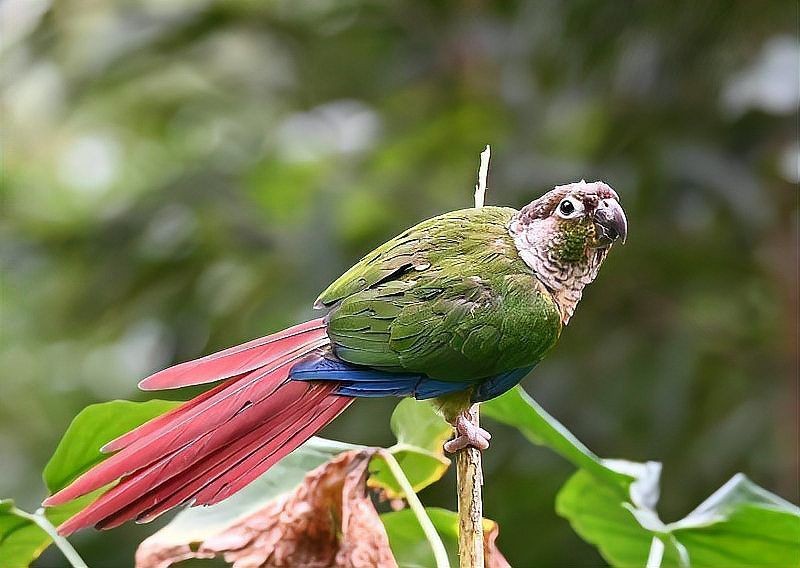 巨骨舌魚可以無證養嗎，巨骨舌魚能否無