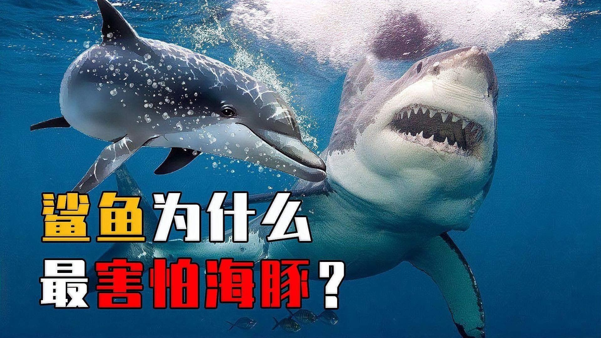 海豚和鯊魚外觀什么區別，海豚與鯊魚外觀特征全對比，從體型到鰭部細數