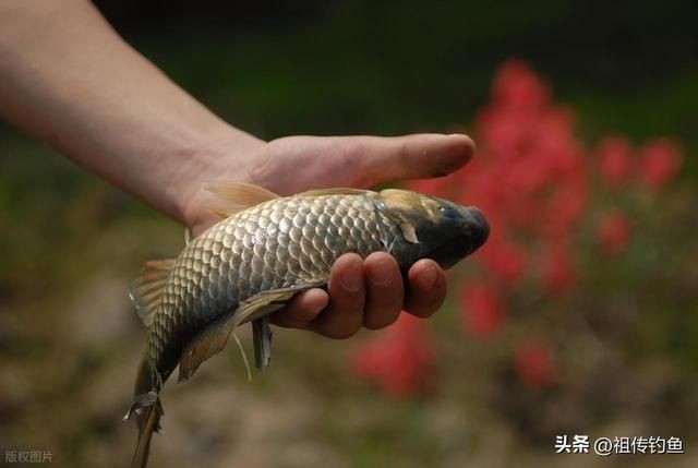 河邊抓小魚最快的方法，超實(shí)用！河邊快速捕撈小魚的高效技巧全解析