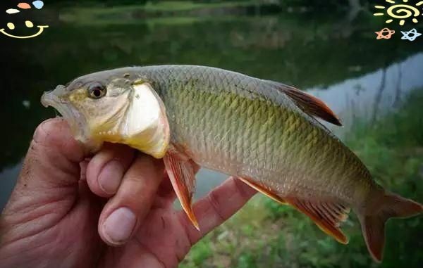 河邊抓小魚最快的方法，超實(shí)用！河邊快速捕撈小魚的高效技巧全解析