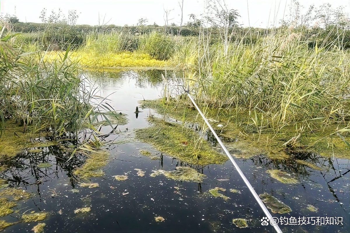 河邊抓小魚最快的方法，超實(shí)用！河邊快速捕撈小魚的高效技巧全解析
