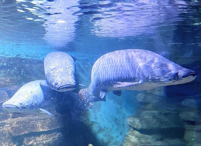 巨骨舌魚好養活嗎，巨骨舌魚飼養全解析，從入門到