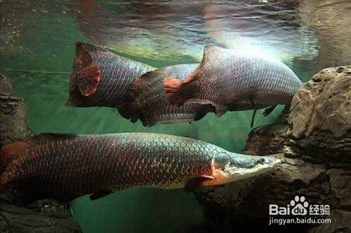 剛養(yǎng)海象魚注意什么，新手必知?jiǎng)傪B(yǎng)海象魚的7大關(guān)鍵注意事項(xiàng)！