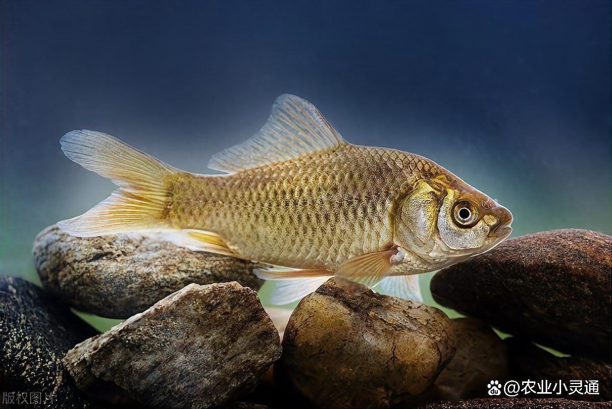 家養鯽魚用什么喂養，家養鯽魚科學喂養指南，飼料選擇