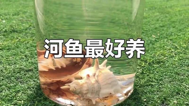 河里的小魚苗能養活嗎，河里撈的小魚苗能否成功養活？實用