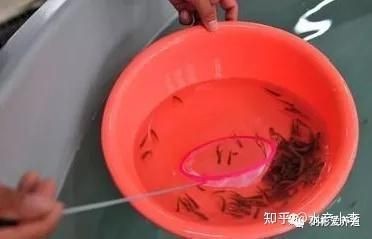 河里的小魚苗能養活嗎，河里撈的小魚苗能否成功養活？實用