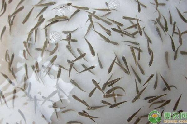 河里的小魚苗能養活嗎，河里撈的小魚苗能否成功養活？實用