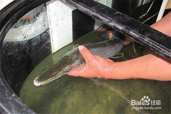河里的小魚苗能養活嗎，河里撈的小魚苗能否成功養活？實用