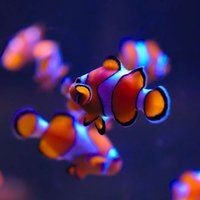 河里的小魚苗能養活嗎，河里撈的小魚苗能否成功養活？實用