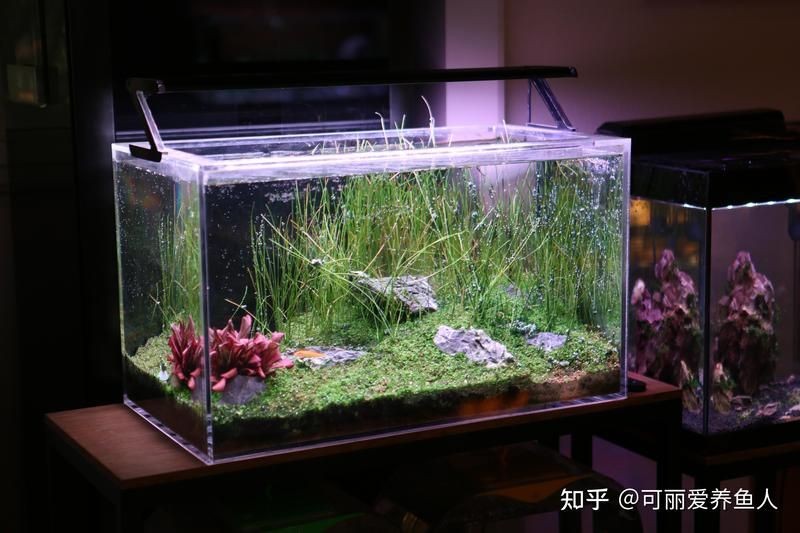 河里的小魚苗能養活嗎，河里撈的小魚苗能否成功養活？實用