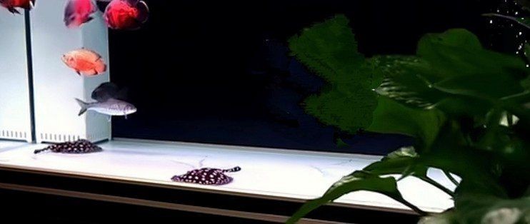 光特億月亮女神魚缸燈，光特億月亮女神魚缸燈——高顏值