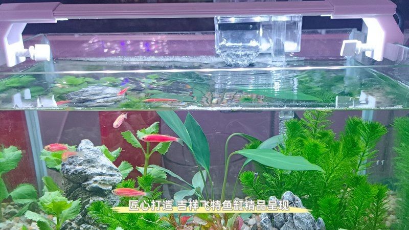 九鼎魚缸和吉祥飛特，九鼎魚缸·匠心臻品×吉祥飛特·鴻運當頭——雙星聯袂煥新