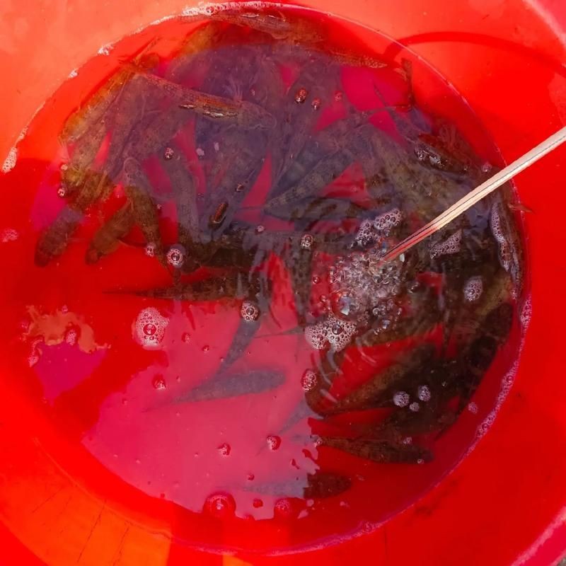 活尚魚(yú)圖片，高清特輯活尚魚(yú)驚艷圖片大賞，解鎖水中精靈的絕美姿態(tài)！