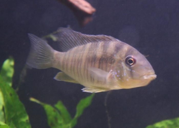 活尚魚(yú)圖片，高清特輯活尚魚(yú)驚艷圖片大賞，解鎖水中精靈的絕美姿態(tài)！