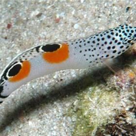 活尚魚(yú)圖片，高清特輯活尚魚(yú)驚艷圖片大賞，解鎖水中精靈的絕美姿態(tài)！
