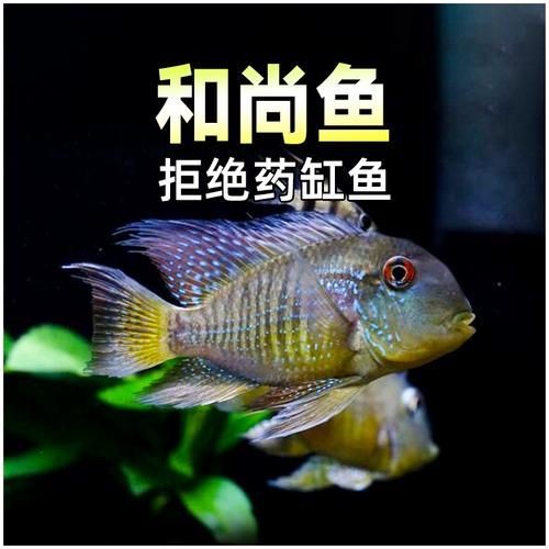 活尚魚(yú)圖片，高清特輯活尚魚(yú)驚艷圖片大賞，解鎖水中精靈的絕美姿態(tài)！