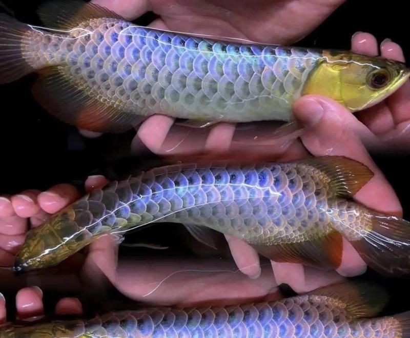 養龍魚十句口訣，養好龍魚必備，十大
