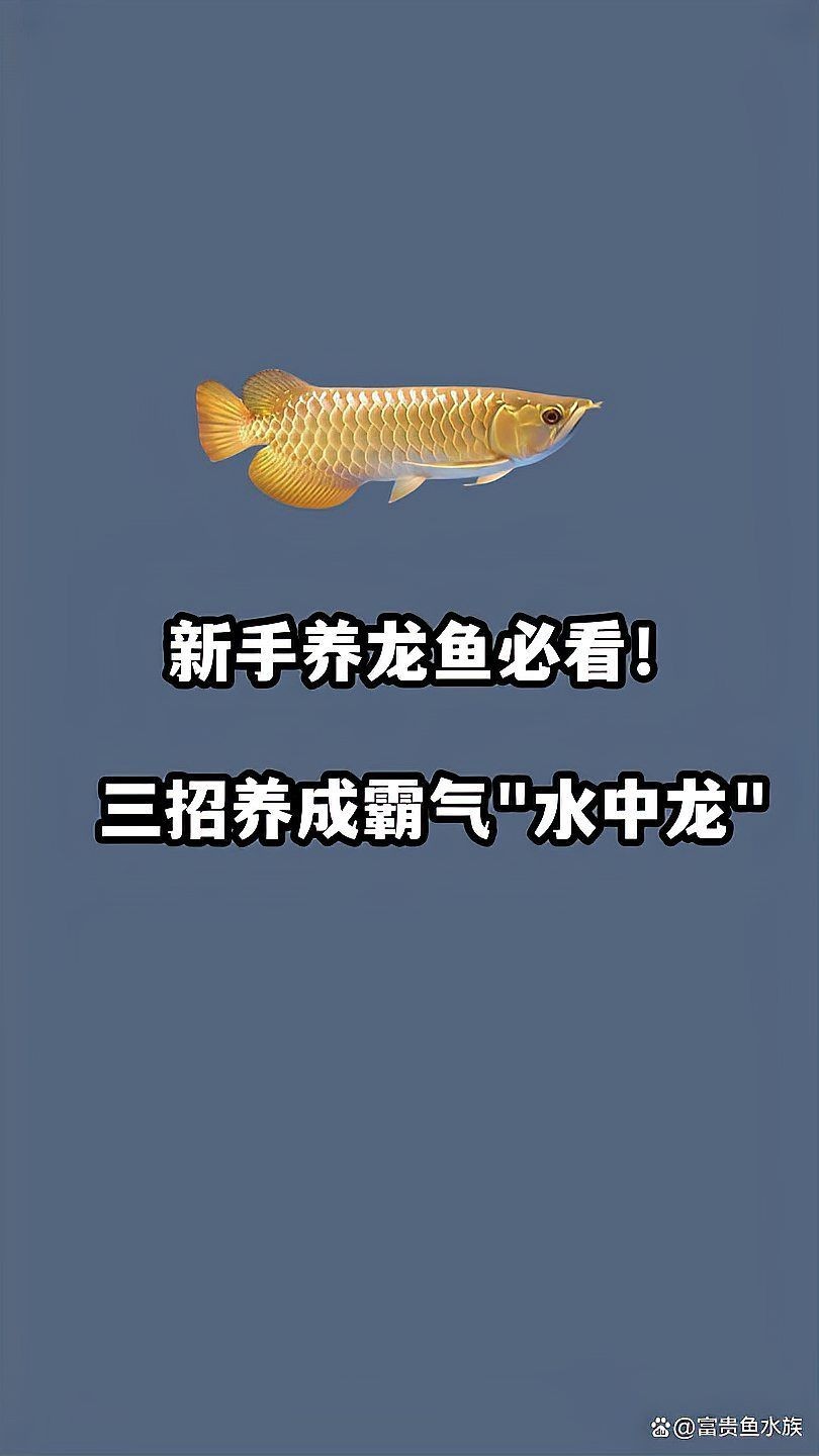 養龍魚十句口訣，養好龍魚必備，十大