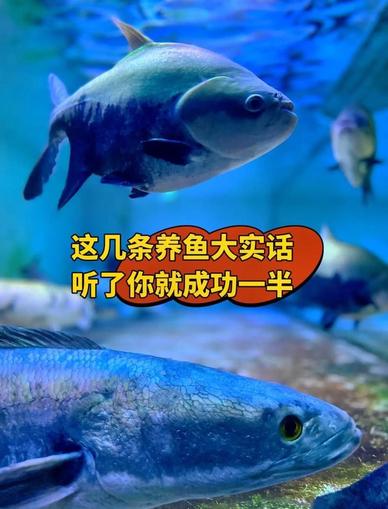 養龍魚十句口訣，養好龍魚必備，十大